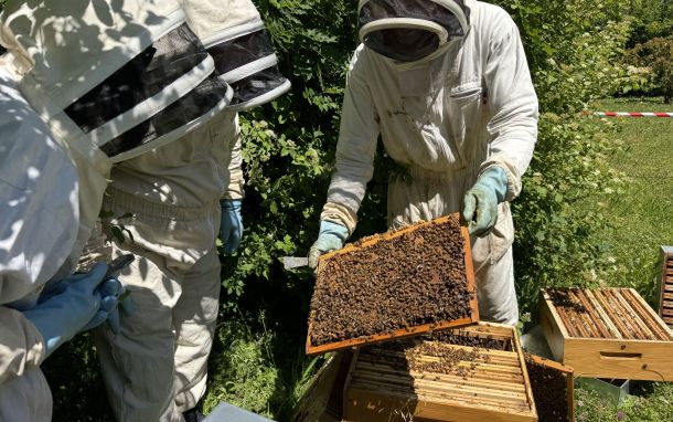 Abeilles.jpg