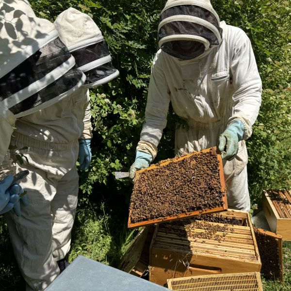 Abeilles.jpg